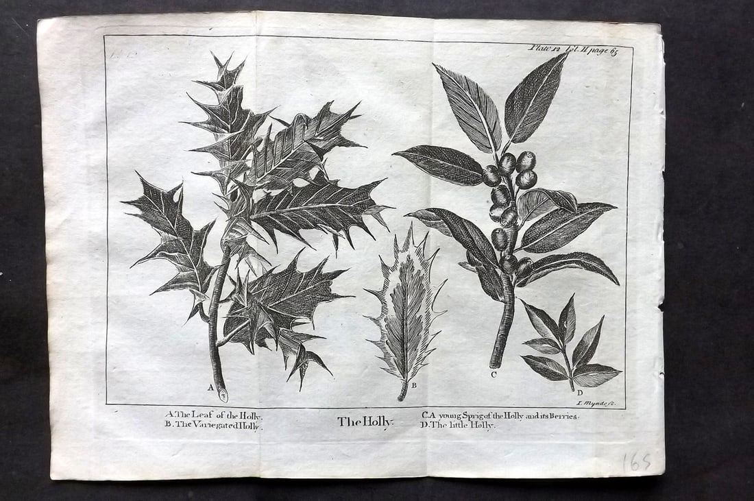 Pluche, Noel 1766 Botanical Print. Holly (1 of 1)