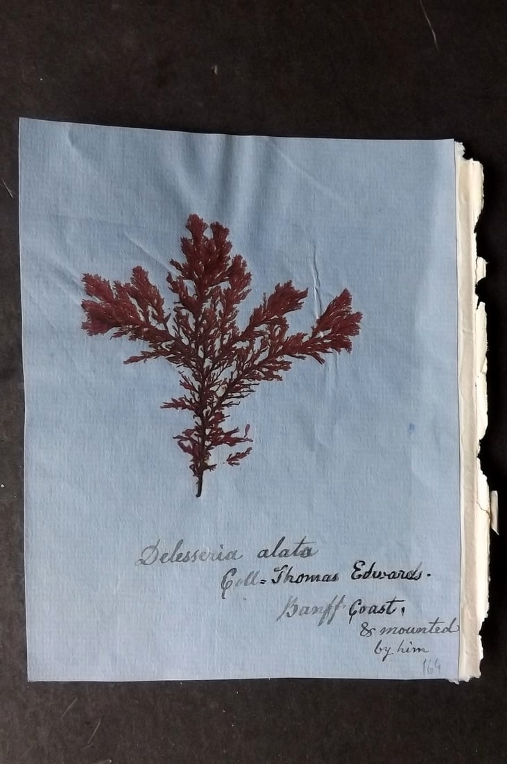 Pressed Seaweed 1880's Specimen from Banff Coast, Scotland. Herbarium (1 of 1)