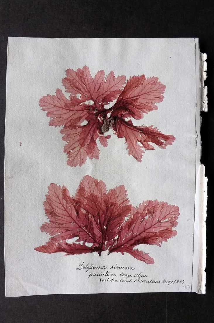 Pressed Seaweed 1880's Specimen from East Coast, St. Andrews, Scotland. Herbarium (1 of 1)