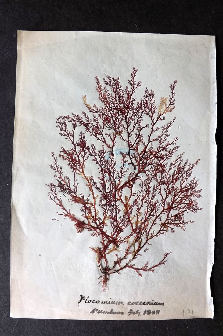 Pressed Seaweed 1880's Specimen from St. Andrews, Scotland. Herbarium (1 of 1)