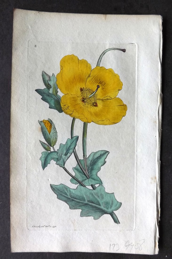 Sowerby, James 1790 Hand Col Botanical Print. Yellow Horned Poppy 08 (1 of 1)