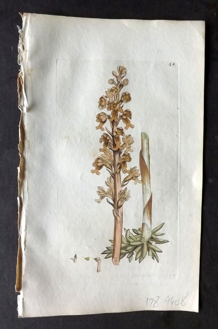 Sowerby, James 1790 Hand Col Botanical Print. Bird's Nest Ophyrs Orchid 48 (1 of 1)