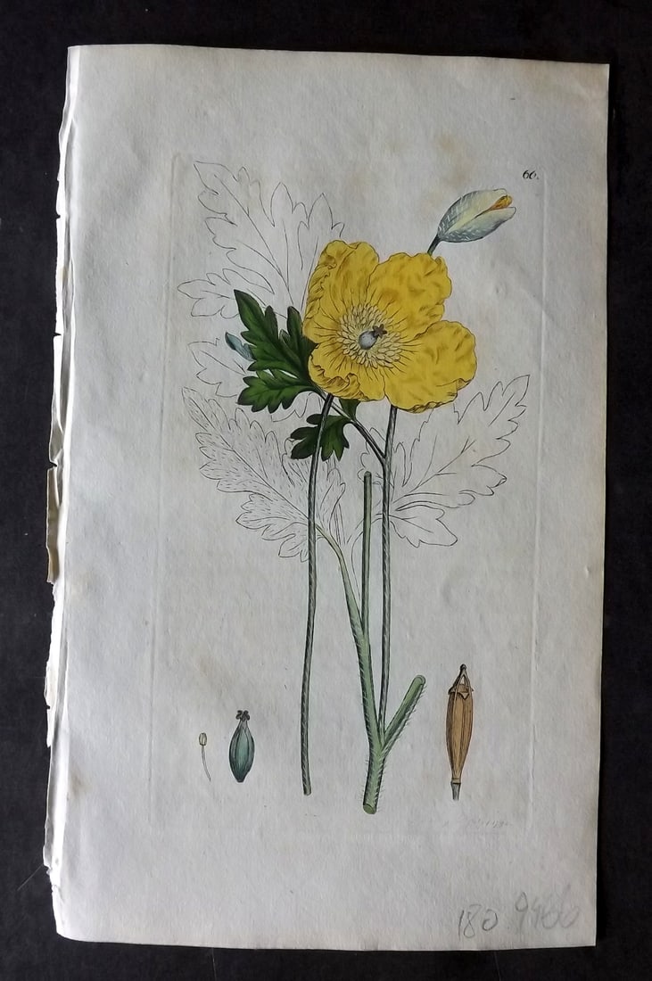Sowerby, James 1790 Hand Col Botanical Print. Yellow Poppy 66 (1 of 1)