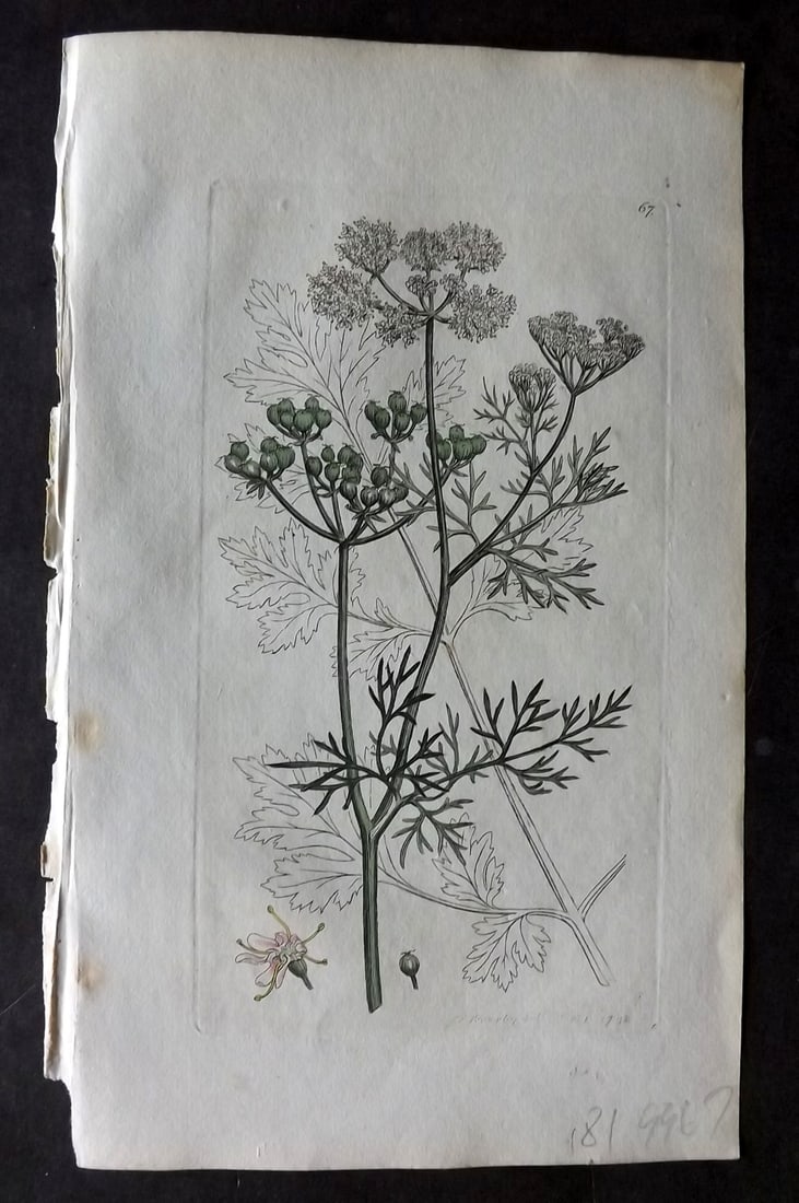 Sowerby, James 1790 Hand Col Botanical Print. Corriander 67: Hand Colored Copper Plate Published London, 1790-1814 for "English Botany; or, Coloured Figures of British Plants..." First Edition by James Sowerby. With accompanying descriptive text. Paper Size: 9 