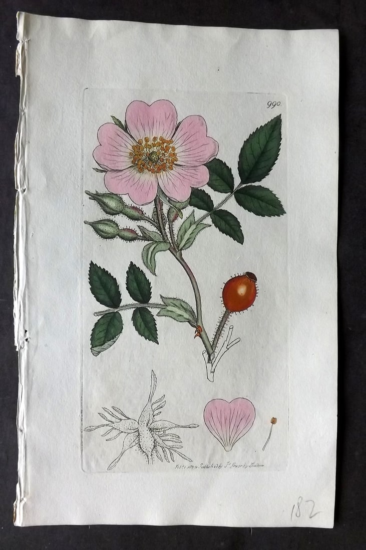 Sowerby, James C1800 Hand Col Botanical Print. Downy Leaved Dog Rose 990 (1 of 1)