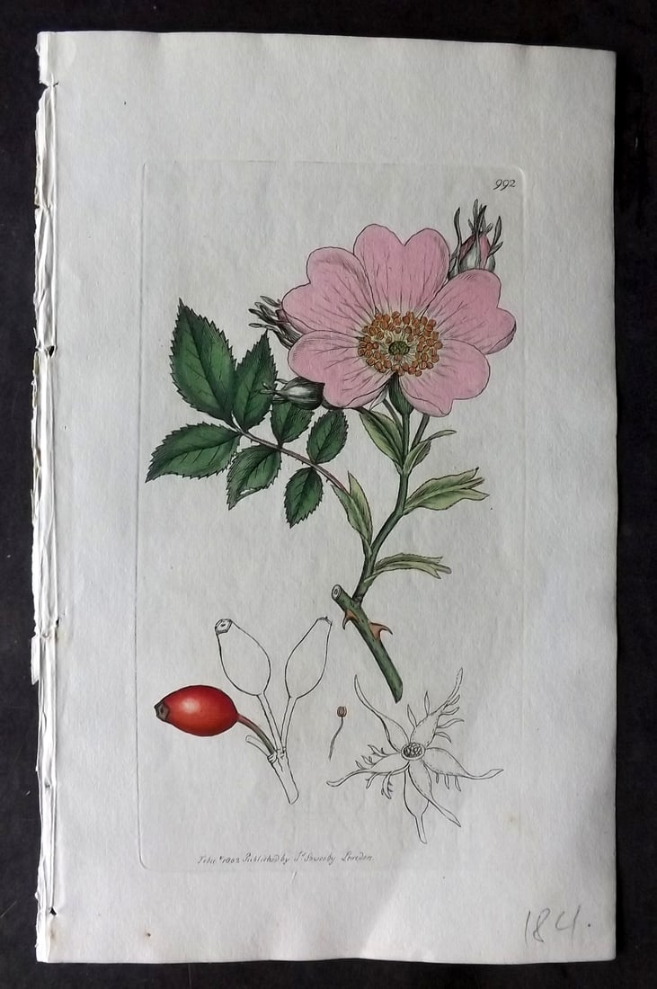 Sowerby, James C1800 Hand Col Botanical Print. Common Dog Rose 992 (1 of 1)