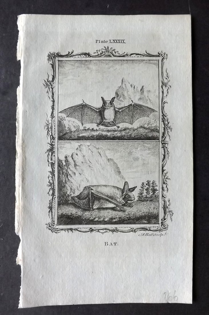 Buffon, Comte de 1781 Antique Print. Bat (1 of 1)