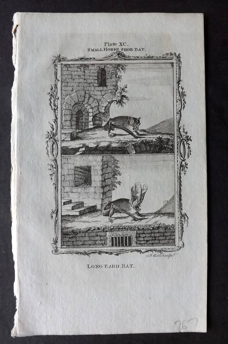 Buffon, Comte de 1781 Antique Print. Long Eared Bat (1 of 1)