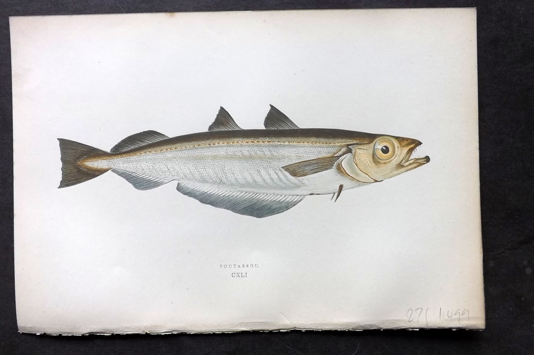 Couch, Jonathan 1878 Antique Fish Print. Poutassou (1 of 1)