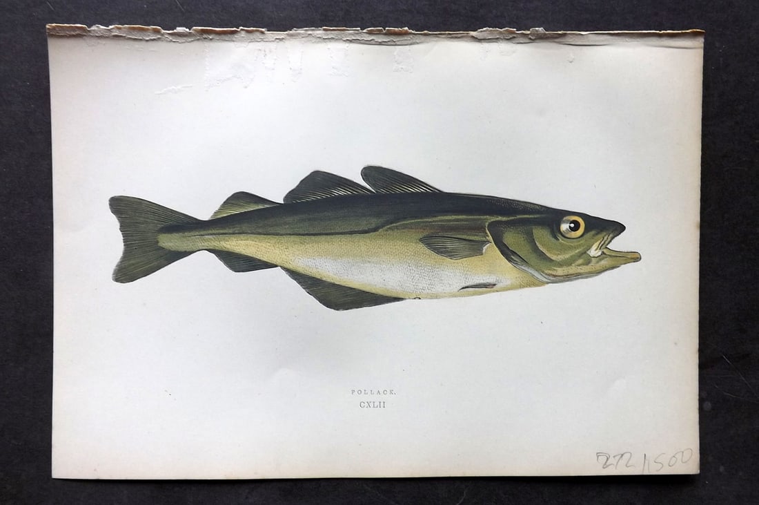 Couch, Jonathan 1878 Antique Fish Print. Pollack (1 of 1)