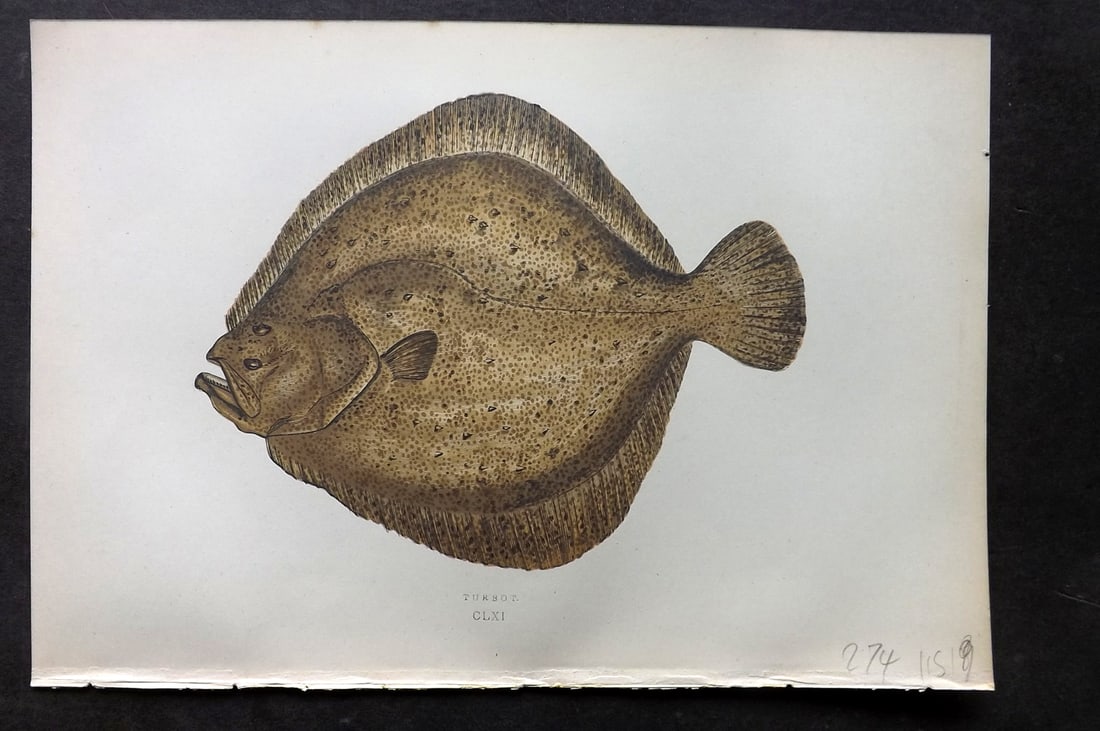 Couch, Jonathan 1878 Antique Fish Print. Turbot (1 of 1)