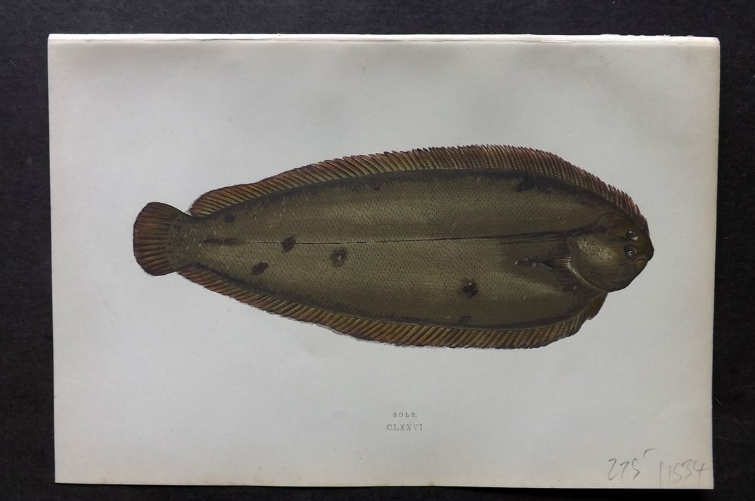 Couch, Jonathan 1878 Antique Fish Print. Sole: Colour Printed Woodblock Published 1877-78, London for "A History of the Fishes of the British Islands" by Jonathan Couch. Paper Size: 10 x 6.5 inch (25 x 17cm) Good Condition