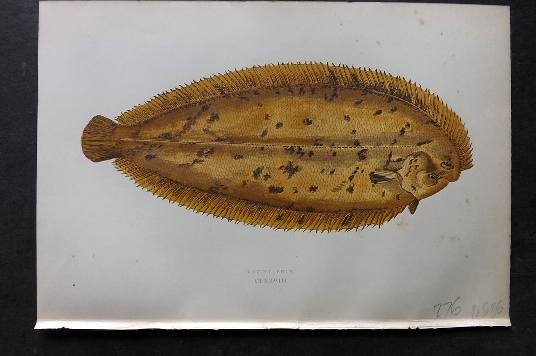 Couch, Jonathan 1878 Antique Fish Print. Lemon Sole (1 of 1)