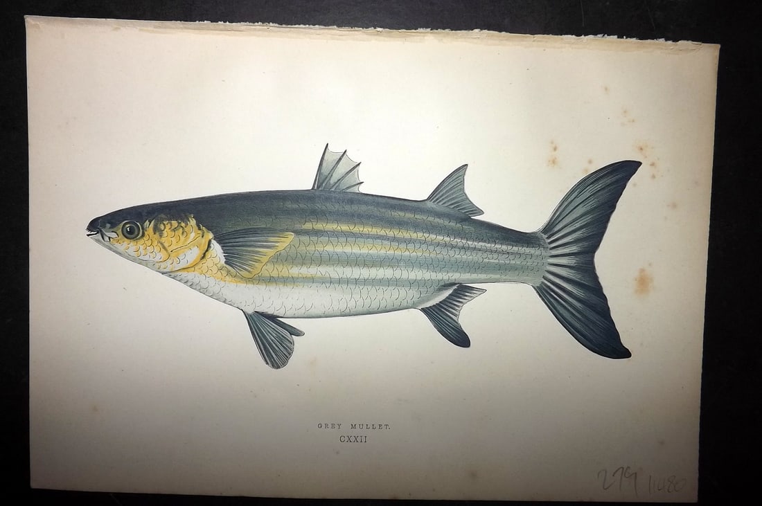 Couch, Jonathan 1878 Antique Fish Print. Grey Mullet (1 of 1)