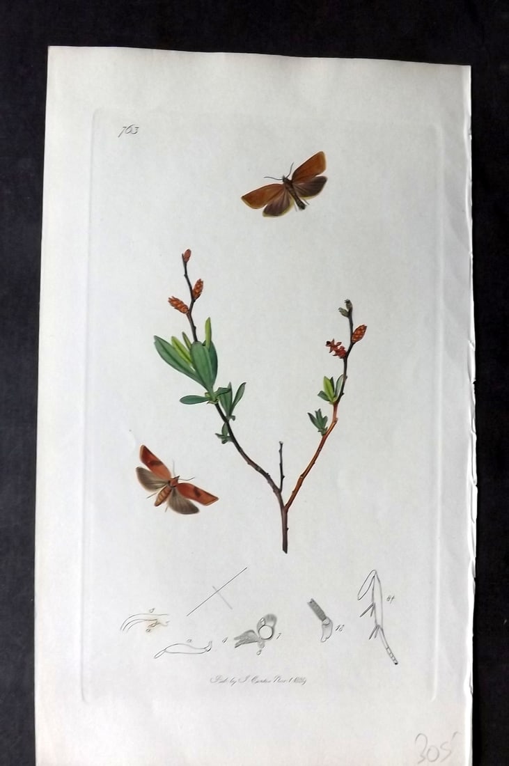 Curtis, William 1830's Hand Col Insect Botanical Print. Sweet Gale Tortrix 763 (1 of 1)