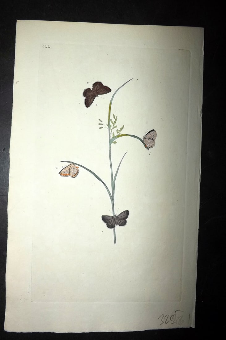 Donovan C1800 Hand Col Insect Print. Papilio Alsus 322: Hand Colored Etching Published 1796-1813, London for "The Natural History of British Insects" by Edward Donovan. With accompanying descriptive text. Paper Size: 9.5 x 6 inch (24 x 15cm) Good Condition