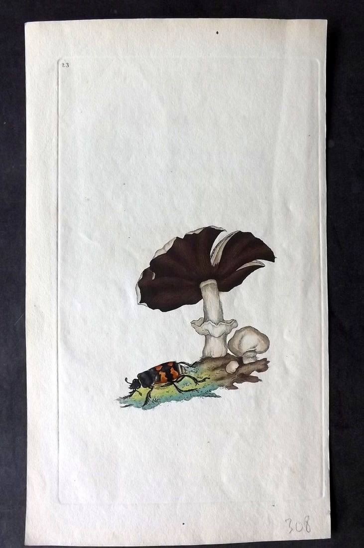 Donovan C1800 Hand Col Insect Print. Silpha Vespillo & Mushroom 23: Hand Colored Etching Published 1796-1813, London for "The Natural History of British Insects" by Edward Donovan. With accompanying descriptive text. Paper Size: 9.5 x 6 inch (24 x 15cm) Good Condition