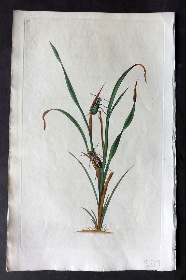 Donovan C1800 Hand Col Insect Print. Cicindela Campestris 12: Hand Colored Etching Published 1796-1813, London for "The Natural History of British Insects" by Edward Donovan. With accompanying descriptive text. Paper Size: 9.5 x 6 inch (24 x 15cm) Good Condition