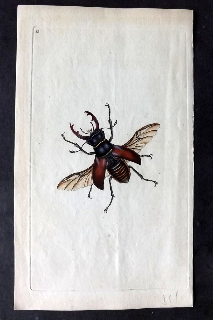 Donovan C1800 Hand Col Insect Print. Stag Beetle 13: Hand Colored Etching Published 1796-1813, London for "The Natural History of British Insects" by Edward Donovan. With accompanying descriptive text. Paper Size: 9.5 x 6 inch (24 x 15cm) Good Condition