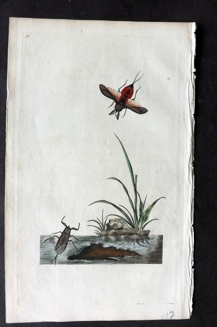 Donovan C1800 Hand Col Insect Print. Water Scorpion 18: Hand Colored Etching Published 1796-1813, London for "The Natural History of British Insects" by Edward Donovan. With accompanying descriptive text. Paper Size: 9.5 x 6 inch (24 x 15cm) Very minor ton