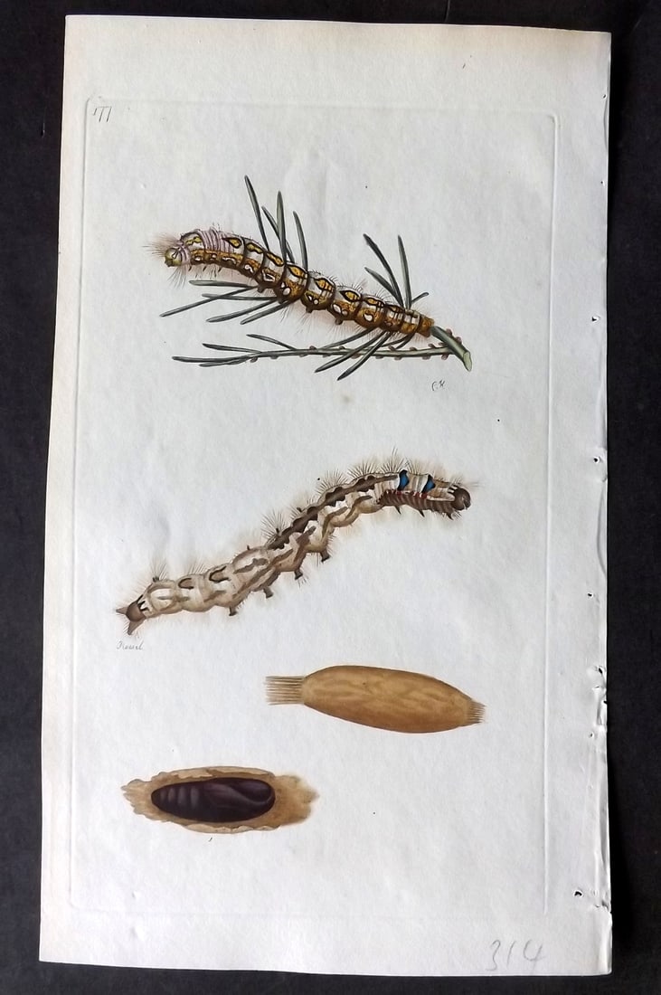 Donovan C1800 Hand Col Insect Print. Caterpillar of Phalaena Pini 103: Hand Colored Etching Published 1796-1813, London for "The Natural History of British Insects" by Edward Donovan. With accompanying descriptive text. Paper Size: 9.5 x 6 inch (24 x 15cm) Very minor ton