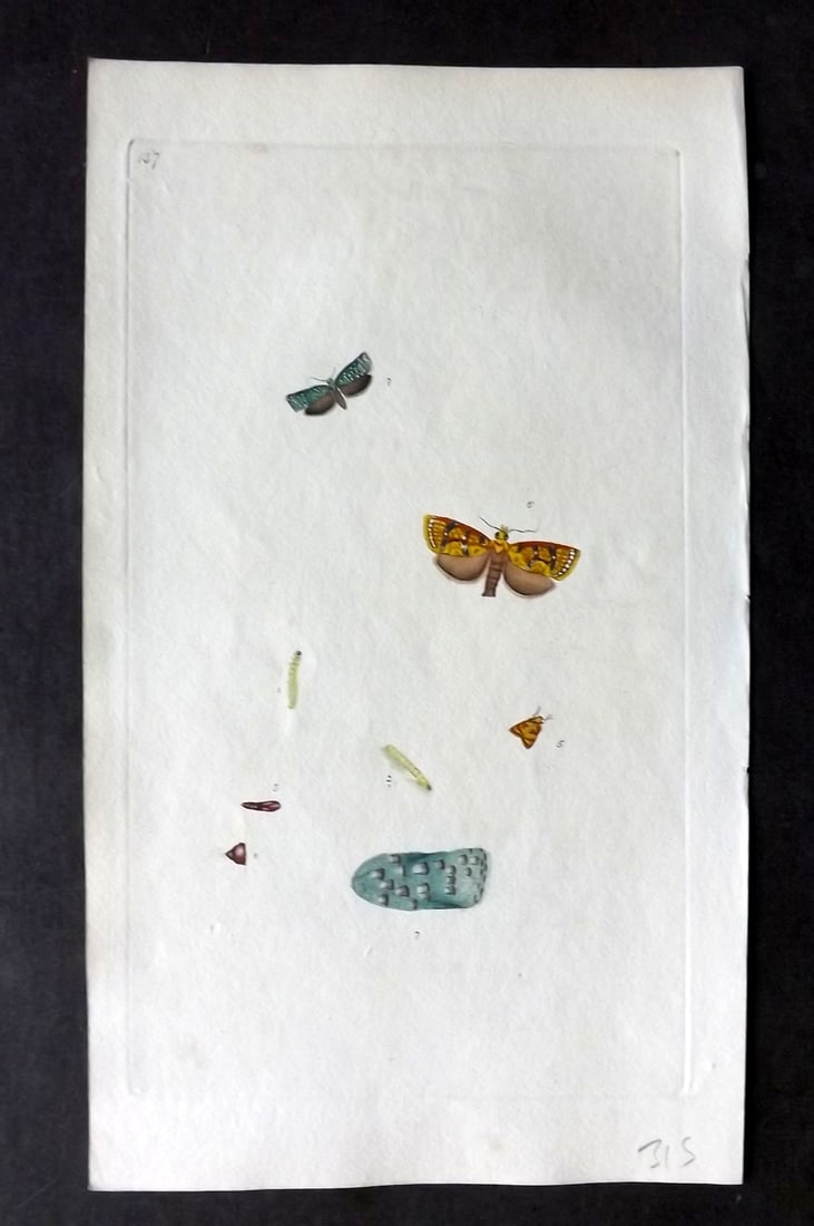 Donovan C1800 Hand Col Insect Print. Phalaena Bergmanniana 157: Hand Colored Etching Published 1796-1813, London for "The Natural History of British Insects" by Edward Donovan. With accompanying descriptive text. Paper Size: 9.5 x 6 inch (24 x 15cm) Good Condition