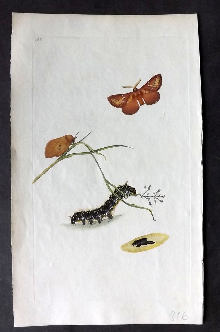 Donovan C1800 Hand Col Insect Print. Dinker Moth 148: Hand Colored Etching Published 1796-1813, London for "The Natural History of British Insects" by Edward Donovan. With accompanying descriptive text. Paper Size: 9.5 x 6 inch (24 x 15cm) Good Condition