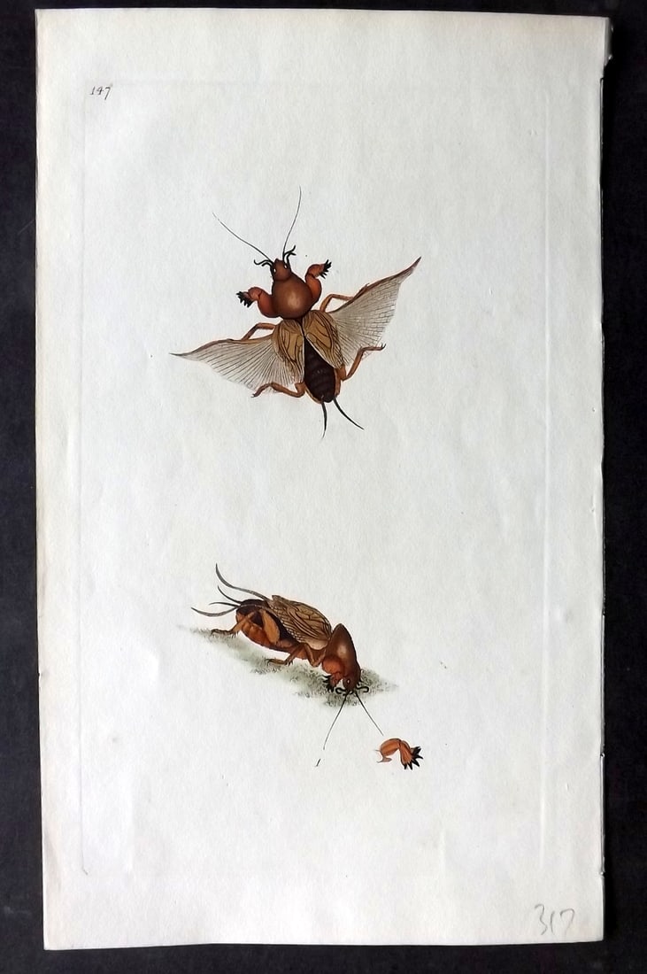 Donovan C1800 Hand Col Insect Print. Mole Cricket 147: Hand Colored Etching Published 1796-1813, London for "The Natural History of British Insects" by Edward Donovan. With accompanying descriptive text. Paper Size: 9.5 x 6 inch (24 x 15cm) Good Condition