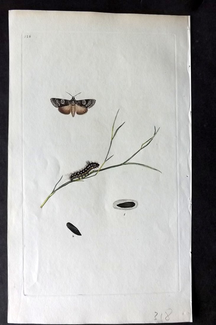 Donovan C1800 Hand Col Insect Print. Bramble Moth 126: Hand Colored Etching Published 1796-1813, London for "The Natural History of British Insects" by Edward Donovan. With accompanying descriptive text. Paper Size: 9.5 x 6 inch (24 x 15cm) Good Condition