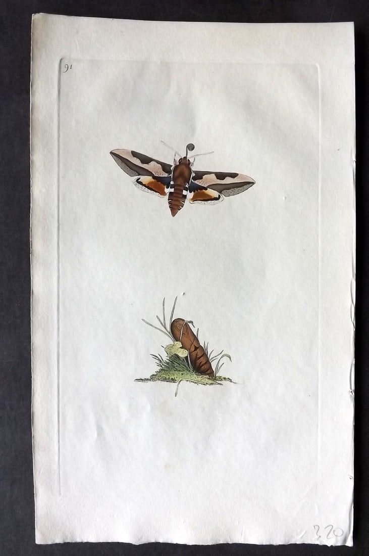 Donovan C1800 Hand Col Insect Print. Spotted Elehant Sphinx Moth 91: Hand Colored Etching Published 1796-1813, London for "The Natural History of British Insects" by Edward Donovan. With accompanying descriptive text. Paper Size: 9.5 x 6 inch (24 x 15cm) Good Condition