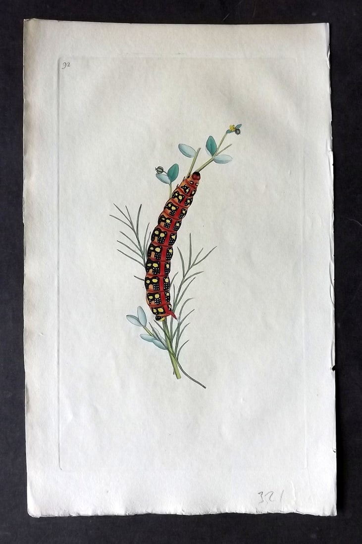 Donovan C1800 Hand Col Insect Print. Caterpillar of Spotted Elehant Sphinx Moth 92 (1 of 1)
