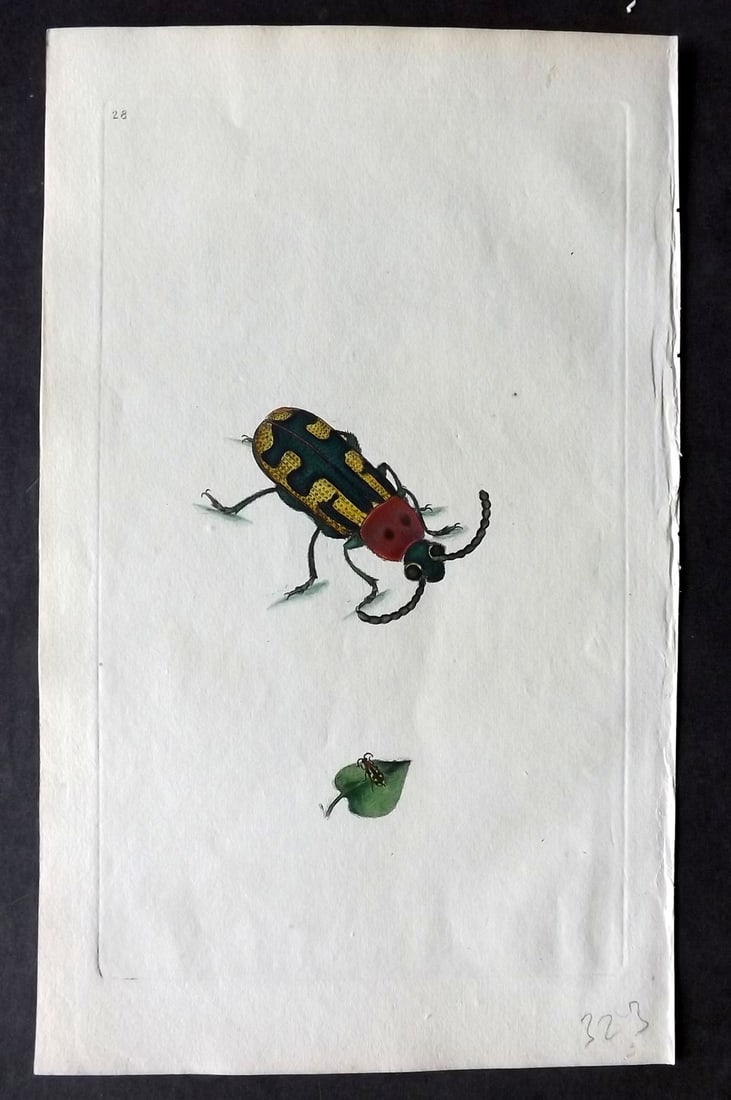 Donovan C1800 Hand Col Insect Print. Chrysomela Aparagi 28: Hand Colored Etching Published 1796-1813, London for "The Natural History of British Insects" by Edward Donovan. Lacking descriptive text. Paper Size: 9.5 x 6 inch (24 x 15cm) Good Condition