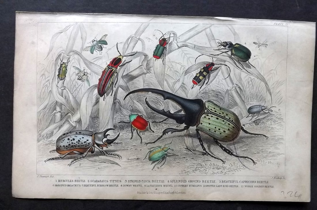 Goldsmith, Oliver C1860 Hand Col Print. Beetles Insects: Hand Colored Steel Engraving Published C1860 by Blackie & Son, London for "A History of the Earth and Animated Nature" by Oliver Goldsmith. Paper Size: 9.5 x 6 inch (24 x 16cm) Very minor toning. Good