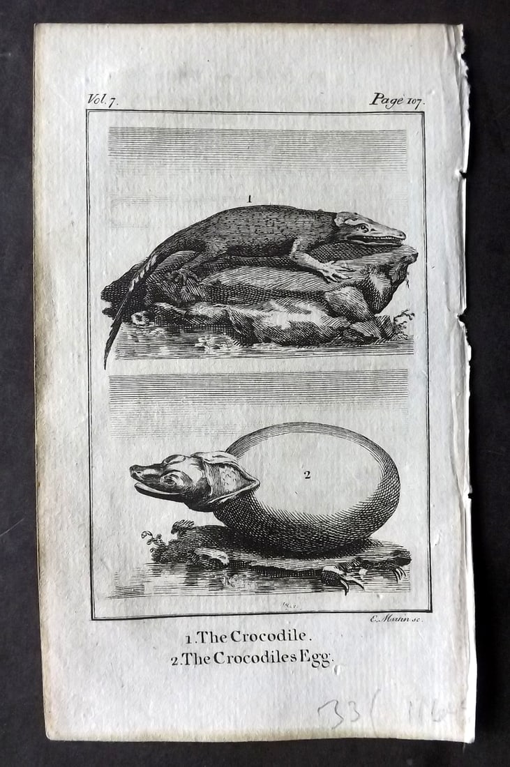 Goldsmith, Oliver 1791 Antique Print. Crocodile & Egg: Copper Plate Published 1790-91, London for An History of the Earth and Animated Nature" by Oliver Goldsmith. Paper Size: 7 x 4 inch (18 x 11cm) Good Condition