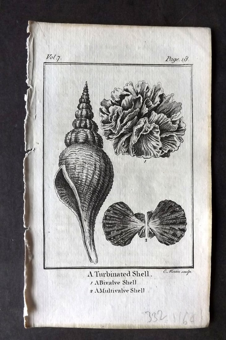 Goldsmith, Oliver 1791 Antique Print. Shells - Turbinated, Bivalve, Multivalve (1 of 1)