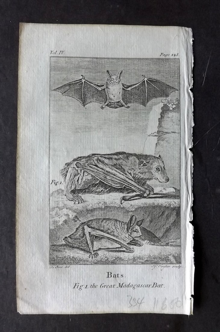 Goldsmith, Oliver 1791 Antique Print. Great Madagascar Bat (1 of 1)