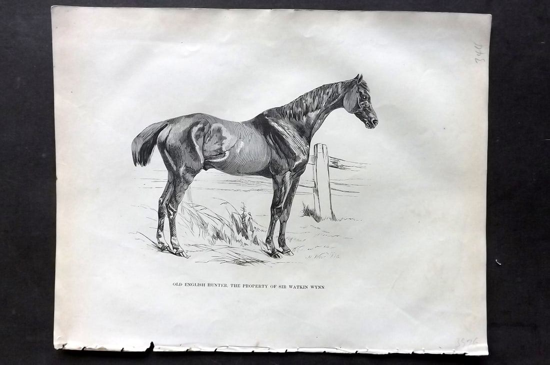 Lawrence, Richard C1850 Antique Horse Print. Old English Hunter of Watkin Wynn: Wood Engraving (Reverse Side Blank) Published C1850, London for "The Complete Farrier and British Sportsman" by Richard Lawrence. Paper Size: 10.5 x 8 inch (27 x 21cm) Very minor background toning. Go
