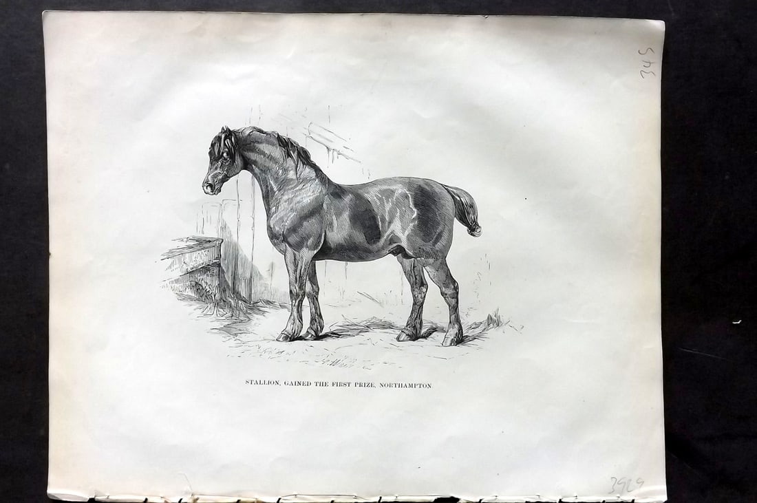 Lawrence, Richard C1850 Antique Horse Print. Stallion, gained first Prize, Northampton: Wood Engraving (Reverse Side Blank) Published C1850, London for "The Complete Farrier and British Sportsman" by Richard Lawrence. Paper Size: 10.5 x 8 inch (27 x 21cm) Good Condition
