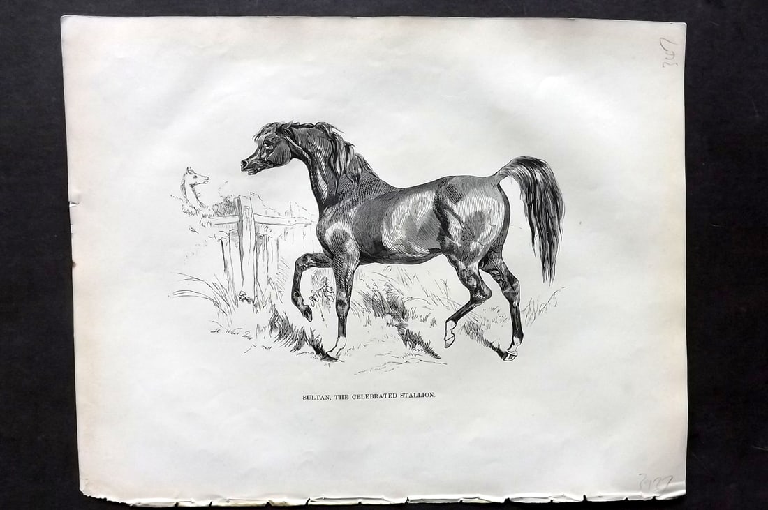 Lawrence, Richard C1850 Antique Horse Print. Sultan, The Celebrated Stallion (1 of 1)