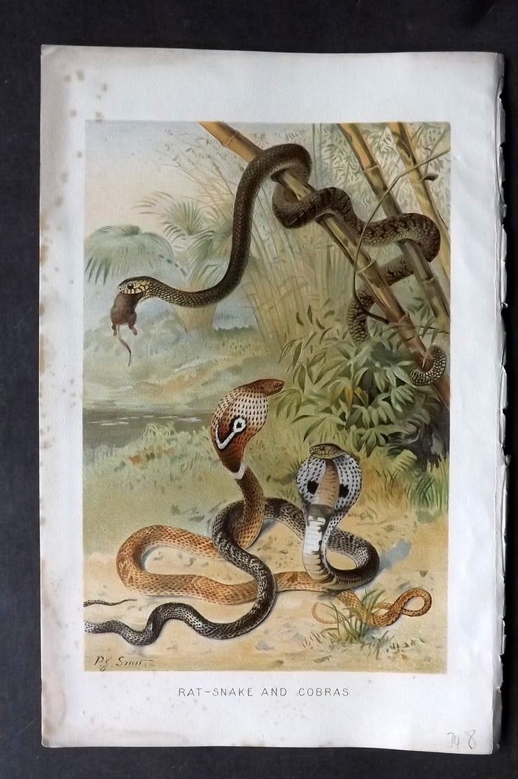 Lydekker, Richard 1896 Antique Print. Rat Snake and Cobras: Chromolithograph Published 1894-96, London for "The Royal Natural History" by Richard Lydekker. Illustrated by Smit, Keulemans, Wolf and others. Paper Size: 10 x 6.5 inch (25 x 16.5cm) Very minor marg