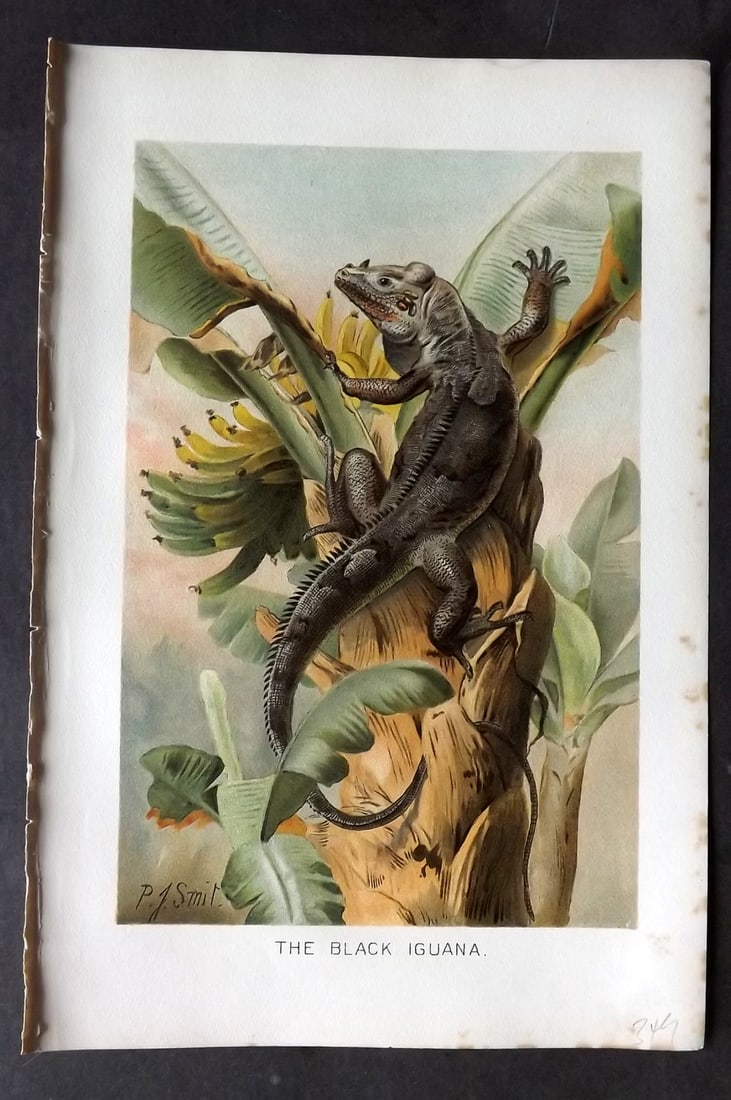 Lydekker, Richard 1896 Antique Print. Black Iguana: Chromolithograph Published 1894-96, London for "The Royal Natural History" by Richard Lydekker. Illustrated by Smit, Keulemans, Wolf and others. Paper Size: 10 x 6.5 inch (25 x 16.5cm) Good Condition