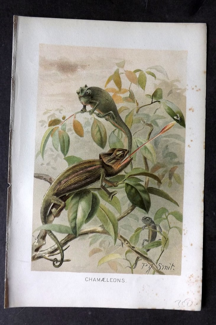 Lydekker, Richard 1896 Antique Print. Chamaeleons Lizard: Chromolithograph Published 1894-96, London for "The Royal Natural History" by Richard Lydekker. Illustrated by Smit, Keulemans, Wolf and others. Paper Size: 10 x 6.5 inch (25 x 16.5cm) Very minor marg