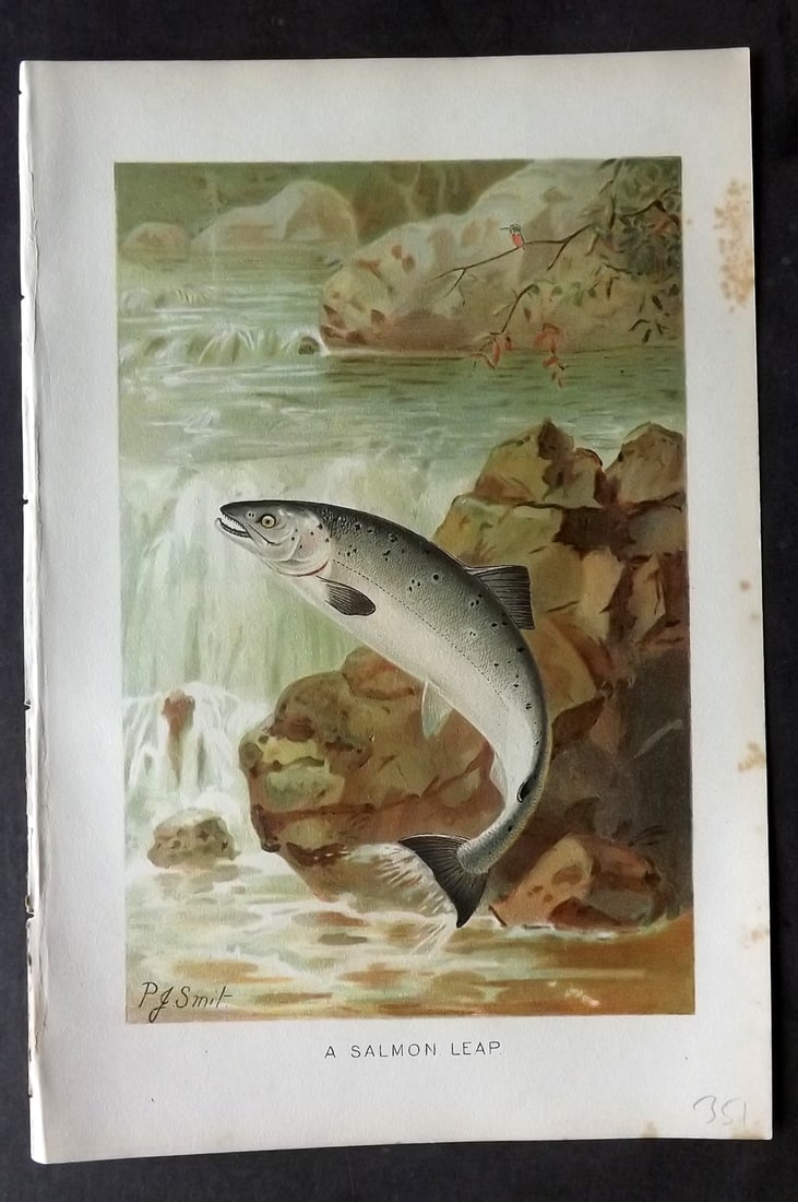 Lydekker, Richard 1896 Antique Fish Print. Salmon Leap: Chromolithograph Published 1894-96, London for "The Royal Natural History" by Richard Lydekker. Illustrated by Smit, Keulemans, Wolf and others. Paper Size: 10 x 6.5 inch (25 x 16.5cm) Very minor marg