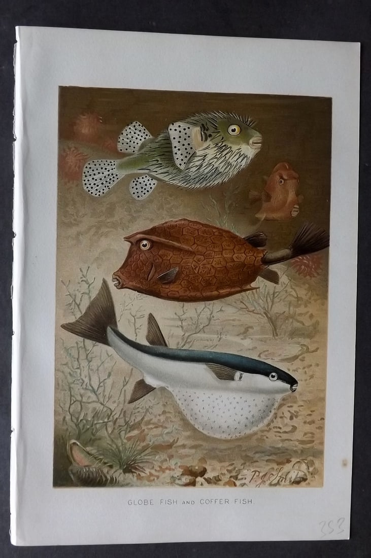 Lydekker, Richard 1896 Antique Print. Globe Fish and Coffer Fish: Chromolithograph Published 1894-96, London for "The Royal Natural History" by Richard Lydekker. Illustrated by Smit, Keulemans, Wolf and others. Paper Size: 10 x 6.5 inch (25 x 16.5cm) Good Condition