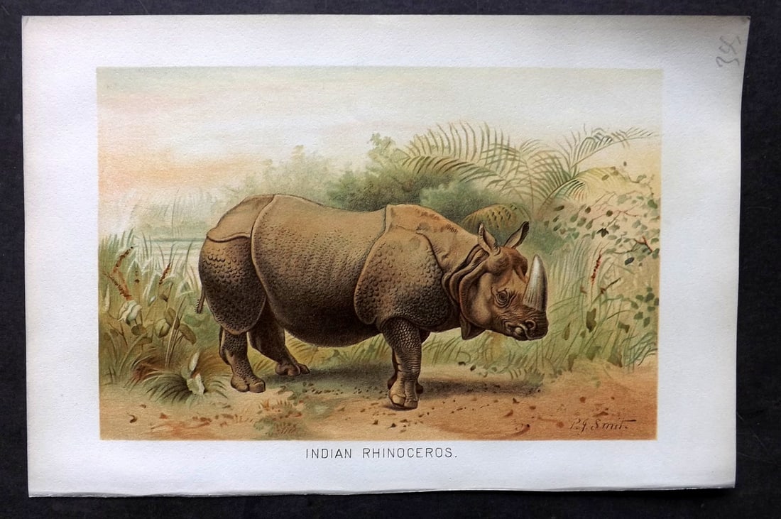 Lydekker, Richard 1896 Antique Print. Indian Rhinoceros: Chromolithograph Published 1894-96, London for "The Royal Natural History" by Richard Lydekker. Illustrated by Smit, Keulemans, Wolf and others. Paper Size: 10 x 6.5 inch (25 x 16.5cm) Good Condition