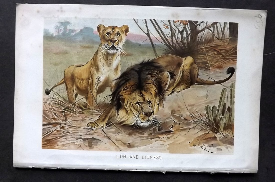 Lydekker, Richard 1896 Antique Print. Lion and Lioness: Chromolithograph Published 1894-96, London for "The Royal Natural History" by Richard Lydekker. Illustrated by Smit, Keulemans, Wolf and others. Paper Size: 10 x 6.5 inch (25 x 16.5cm) Very minor toni