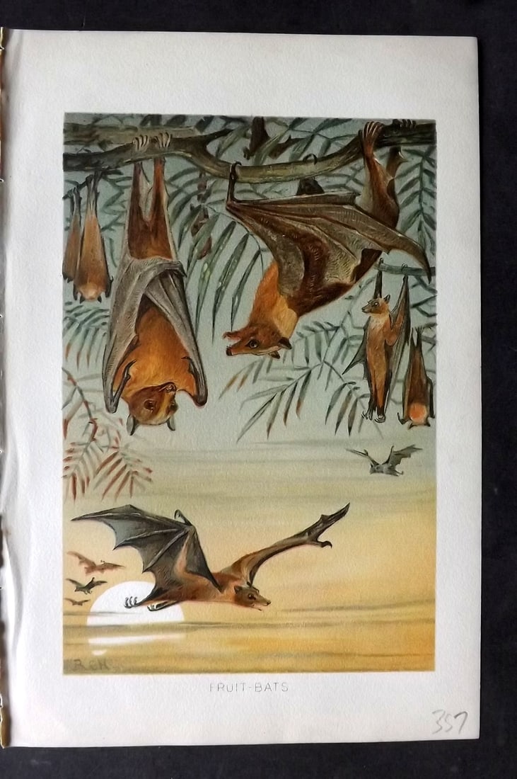 Lydekker, Richard 1896 Antique Print. Fruit Bats: Chromolithograph Published 1894-96, London for "The Royal Natural History" by Richard Lydekker. Illustrated by Smit, Keulemans, Wolf and others. Paper Size: 10 x 6.5 inch (25 x 16.5cm) Good Condition