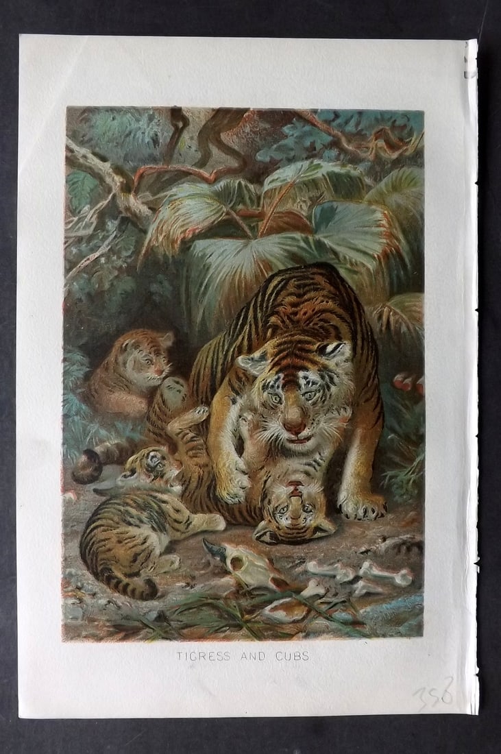 Lydekker, Richard 1896 Antique Print. Tigress and Cubs: Chromolithograph Published 1894-96, London for "The Royal Natural History" by Richard Lydekker. Illustrated by Smit, Keulemans, Wolf and others. Paper Size: 10 x 6.5 inch (25 x 16.5cm) Good Condition