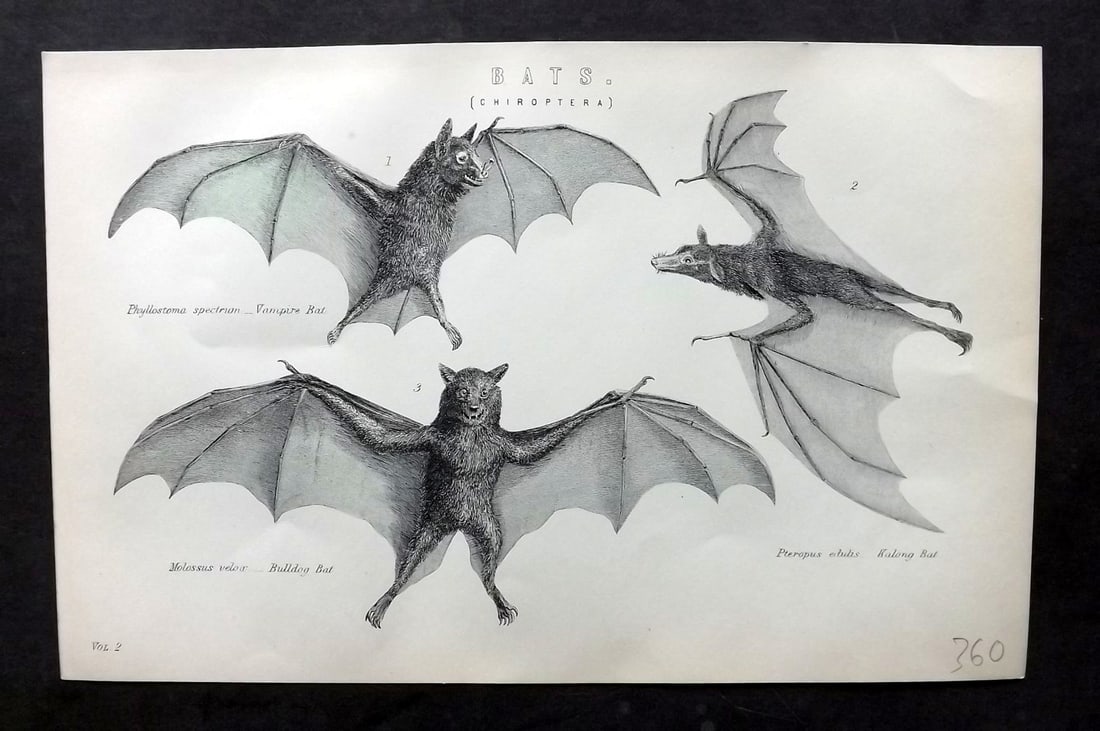 National Encyclopedia 1891 Antique Print. Bats (1 of 1)
