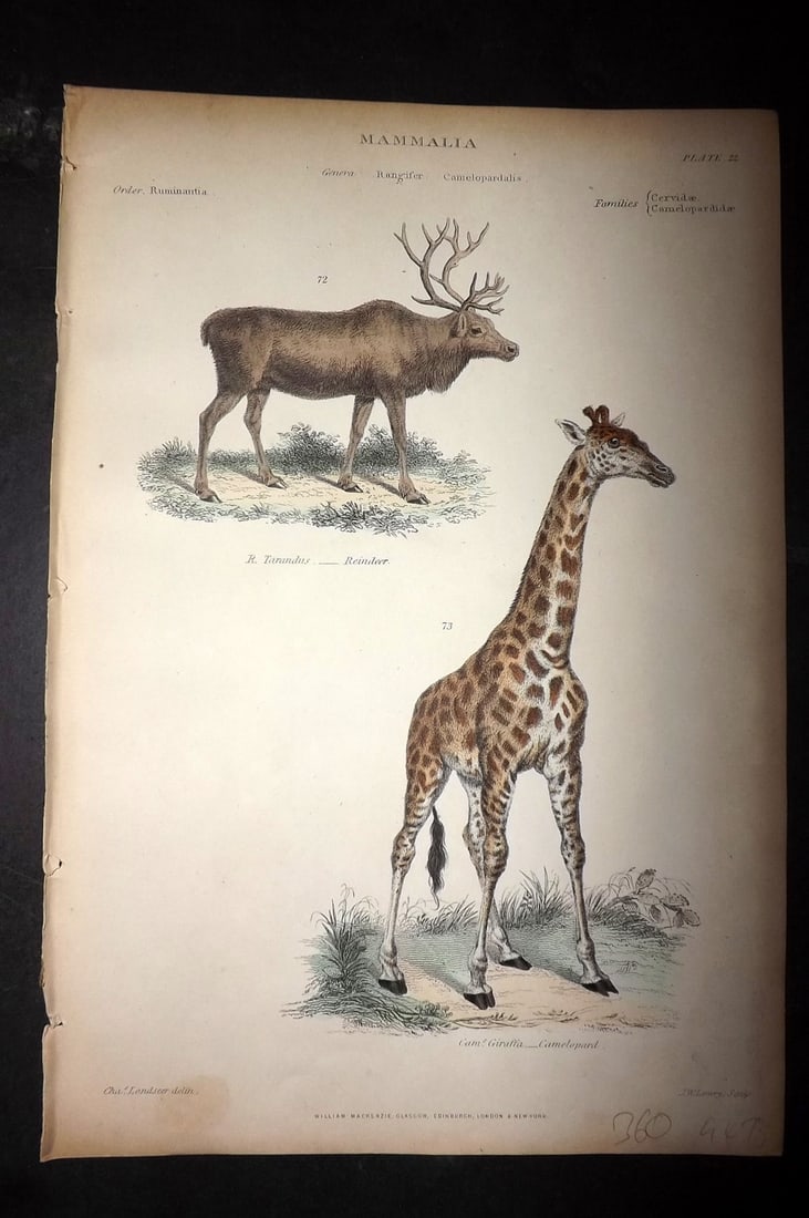 Richardson, John 1862 Hand Col Print. Reindeer, Giraffe: Hand Colored Steel Engraving/Etching Published 1859-62 by William Mackenzie, Edinburgh & London for "The Museum of Natural History" by John Richardson. Paper Size: 10.5 x 7 inch (27 x 18cm) Good Condi